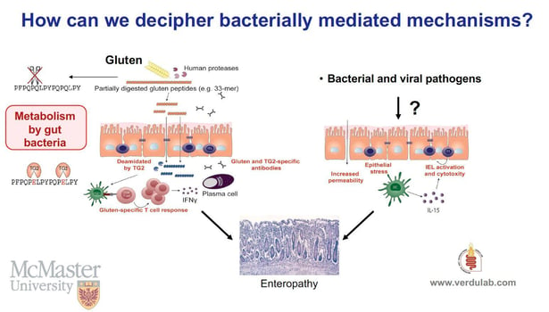 Diagram: How can we decipher bacterially mediated mechanisms? | McMaster University