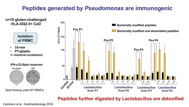 Statistical Graphic: Peptides generated by Pesudomonas are immunogenic. Peptides further digested by Lactobacillus are detoxified