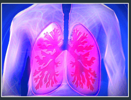 picture of lungs for reduced-cost respirator design - Covid 19
